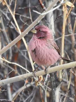 Plancia ëd Carpodacus rhodochlamys (Brandt & JF 1843)