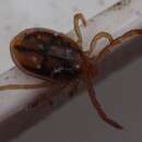 Ixodes australiensis Neumann 1904的圖片