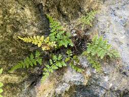 Image of island goldback fern