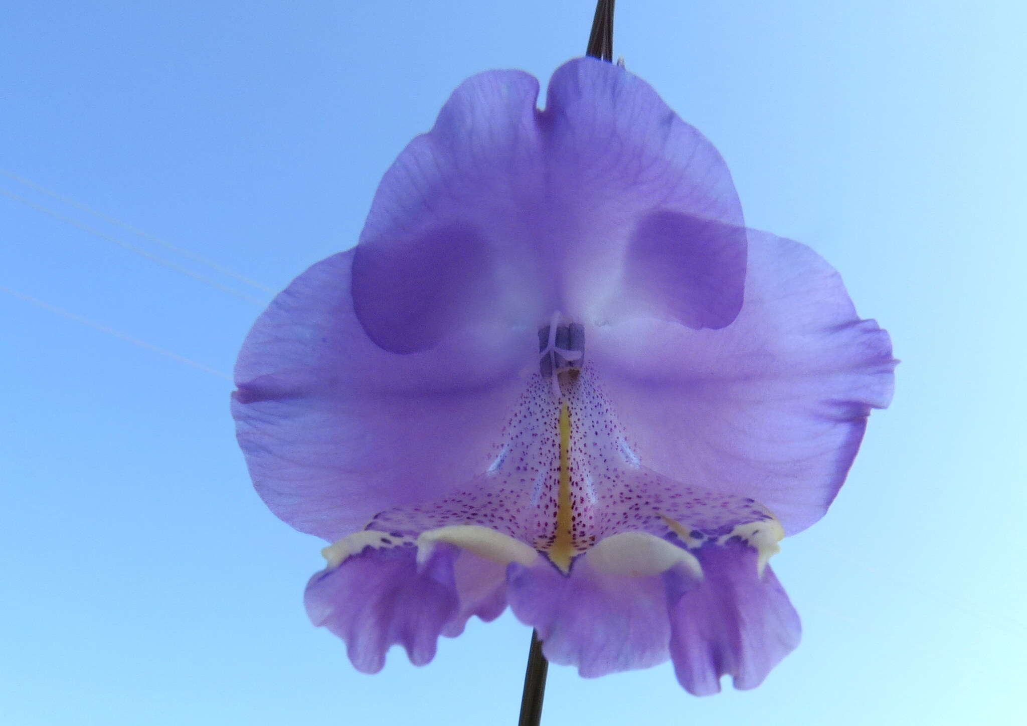 Image de Gladiolus bullatus Thunb. ex G. J. Lewis