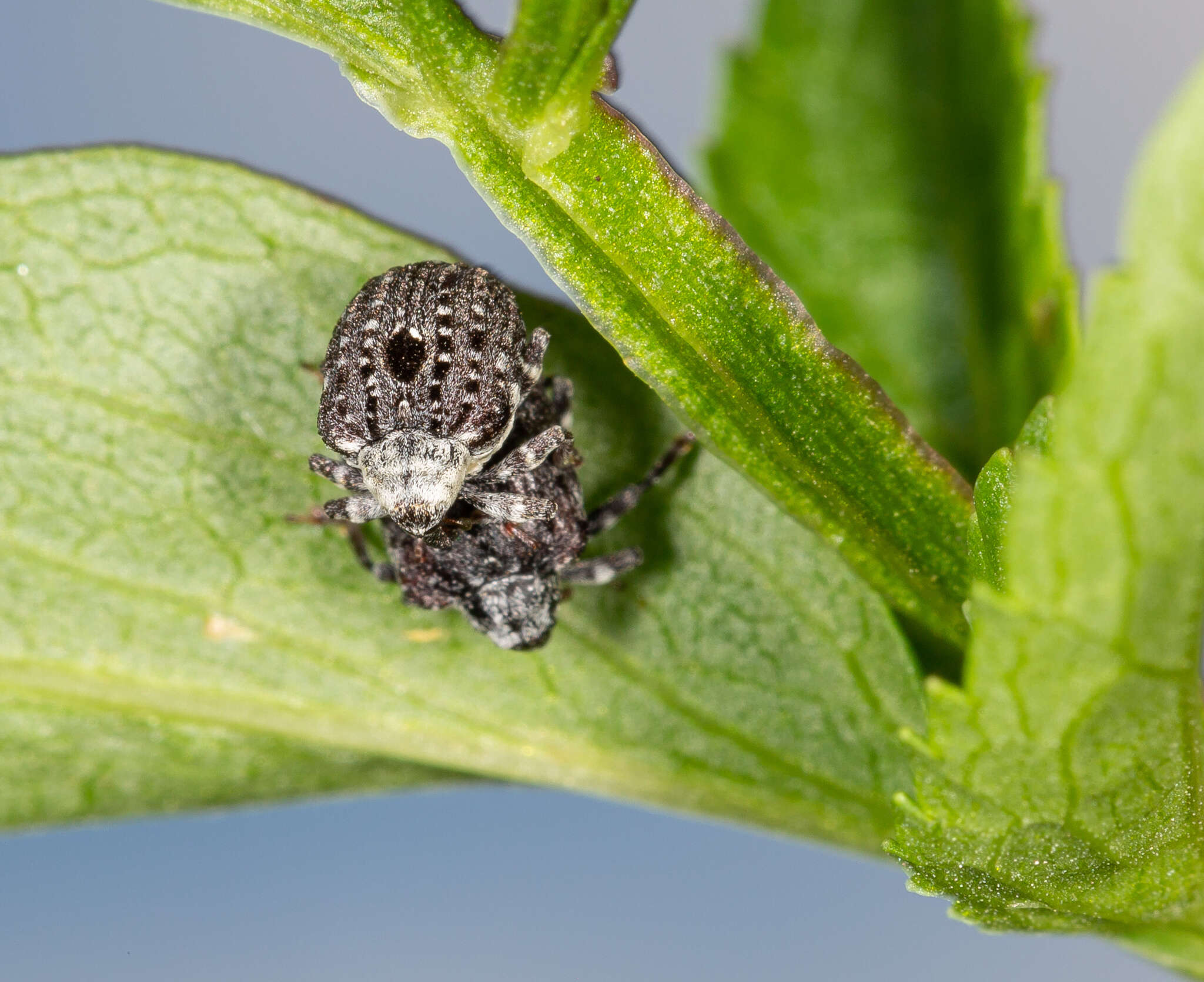 Image of Figwort weevil