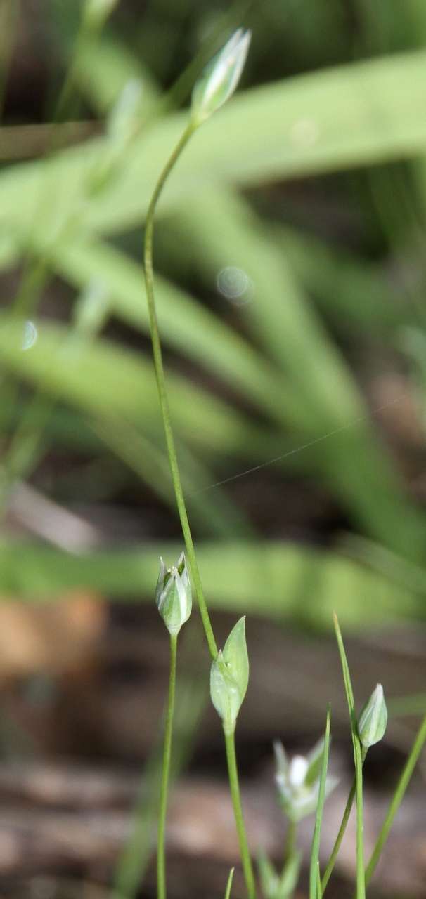 Image of upright chickweed