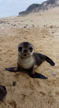 Image of Amsterdam Island Fur Seal