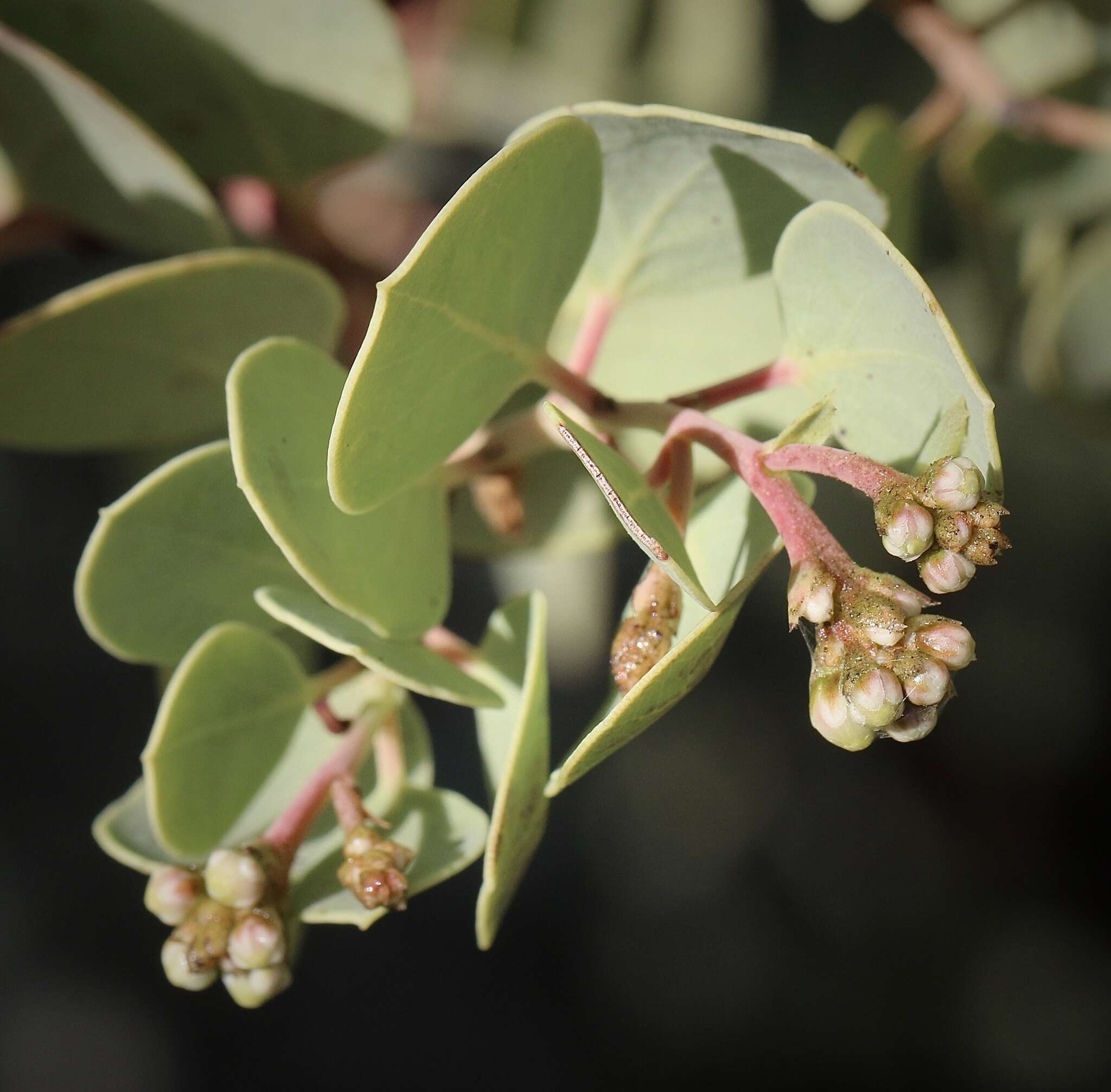 Arctostaphylos viscida subsp. pulchella (T. J. Howell) P. V. Wells resmi