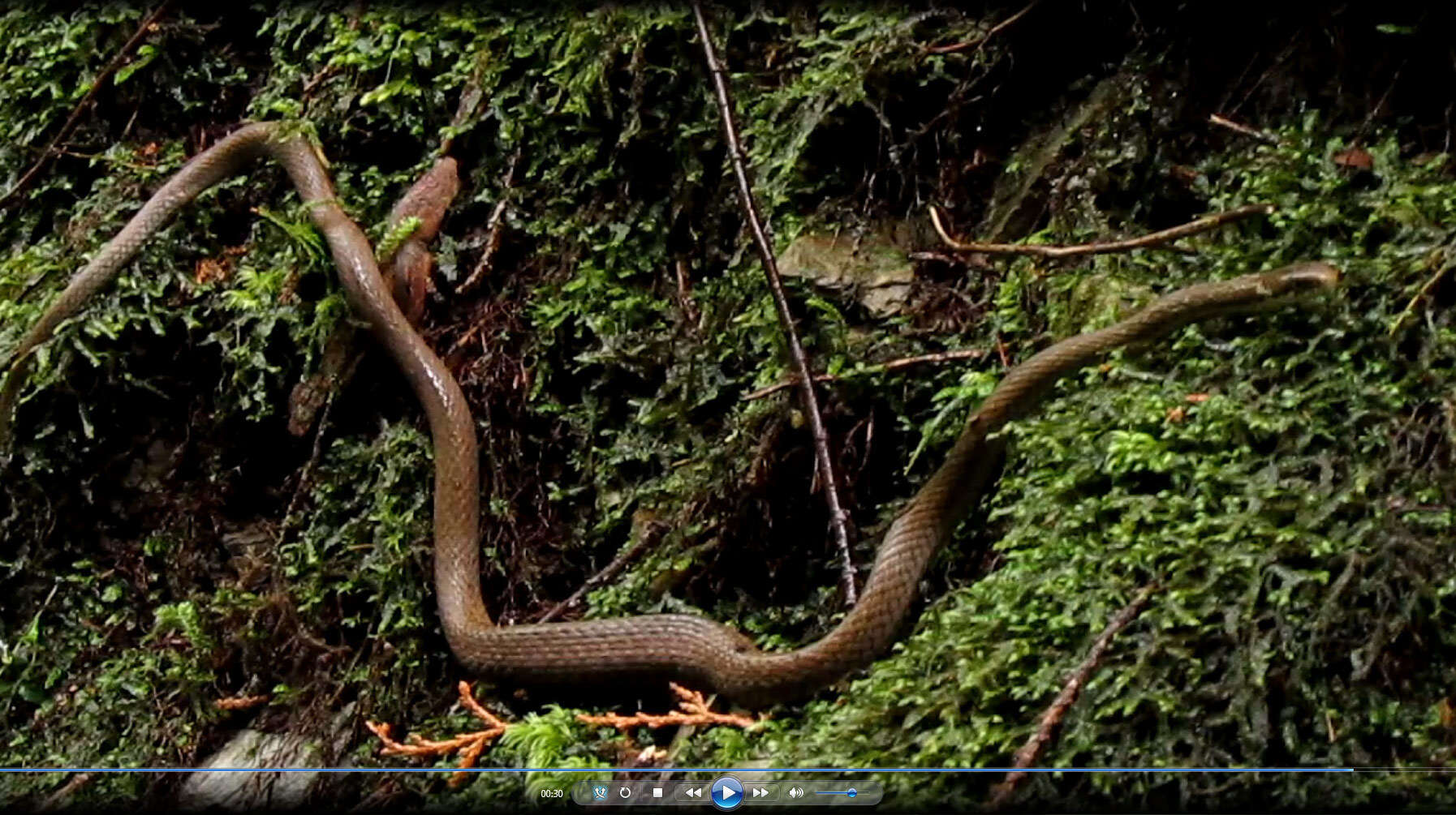 Image of Japanese Keelback