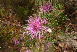 Image of Isopogon formosus R. Br.