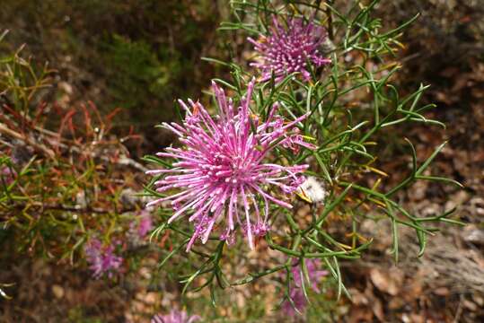 Imagem de Isopogon formosus R. Br.