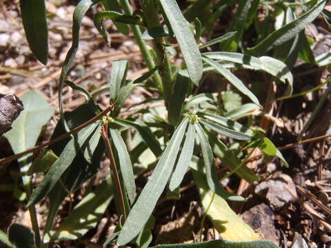 صورة Pennellia tricornuta (Rollins) R. A. Price, C. D. Bailey & Al-Shehbaz