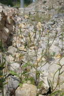 Image of smallflower oxtongue