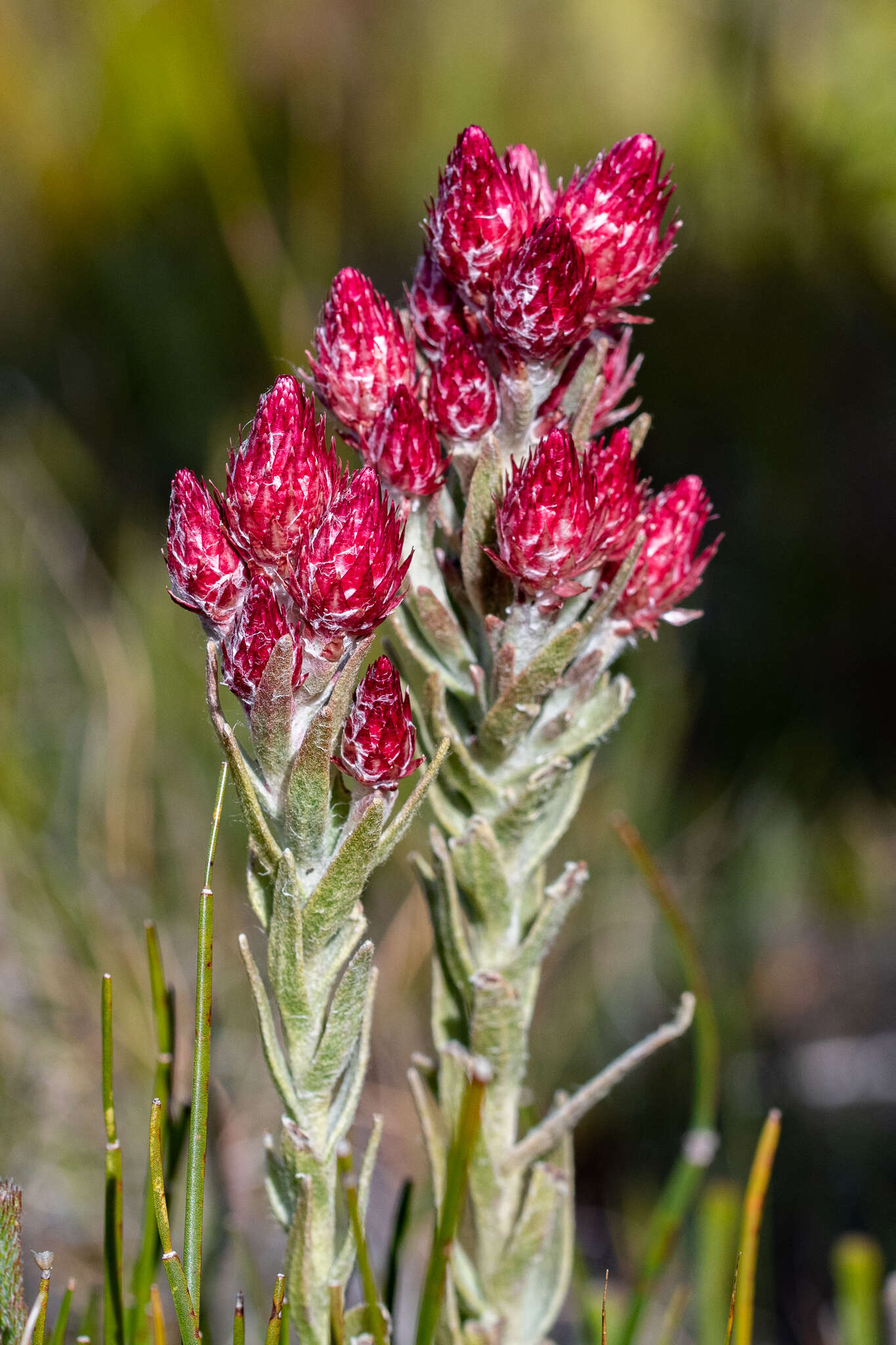 Image of Syncarpha zeyheri (Sond.) B. Nord.