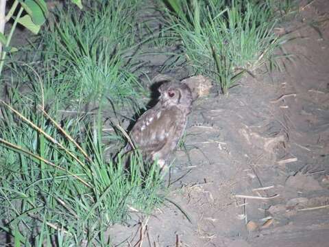 Image of Greyish Eagle-Owl