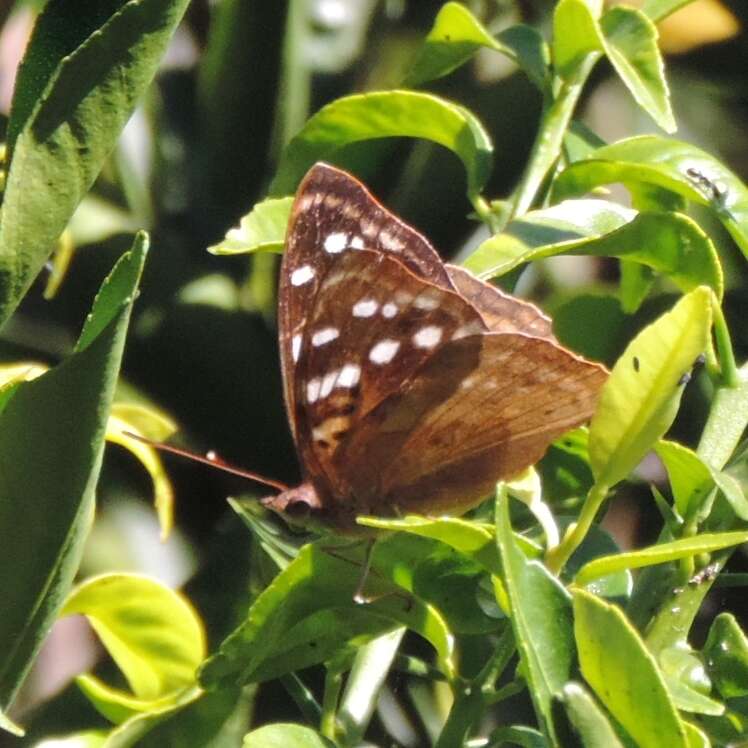 Imagem de Doxocopa kallina Staudinger 1885