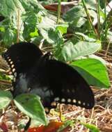 Image of Spicebush swallowtail