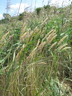 Image of Calamagrostis extremiorientalis (Tzvelev) Prob.