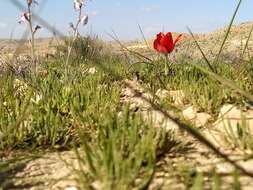 Image of Tulipa systola Stapf