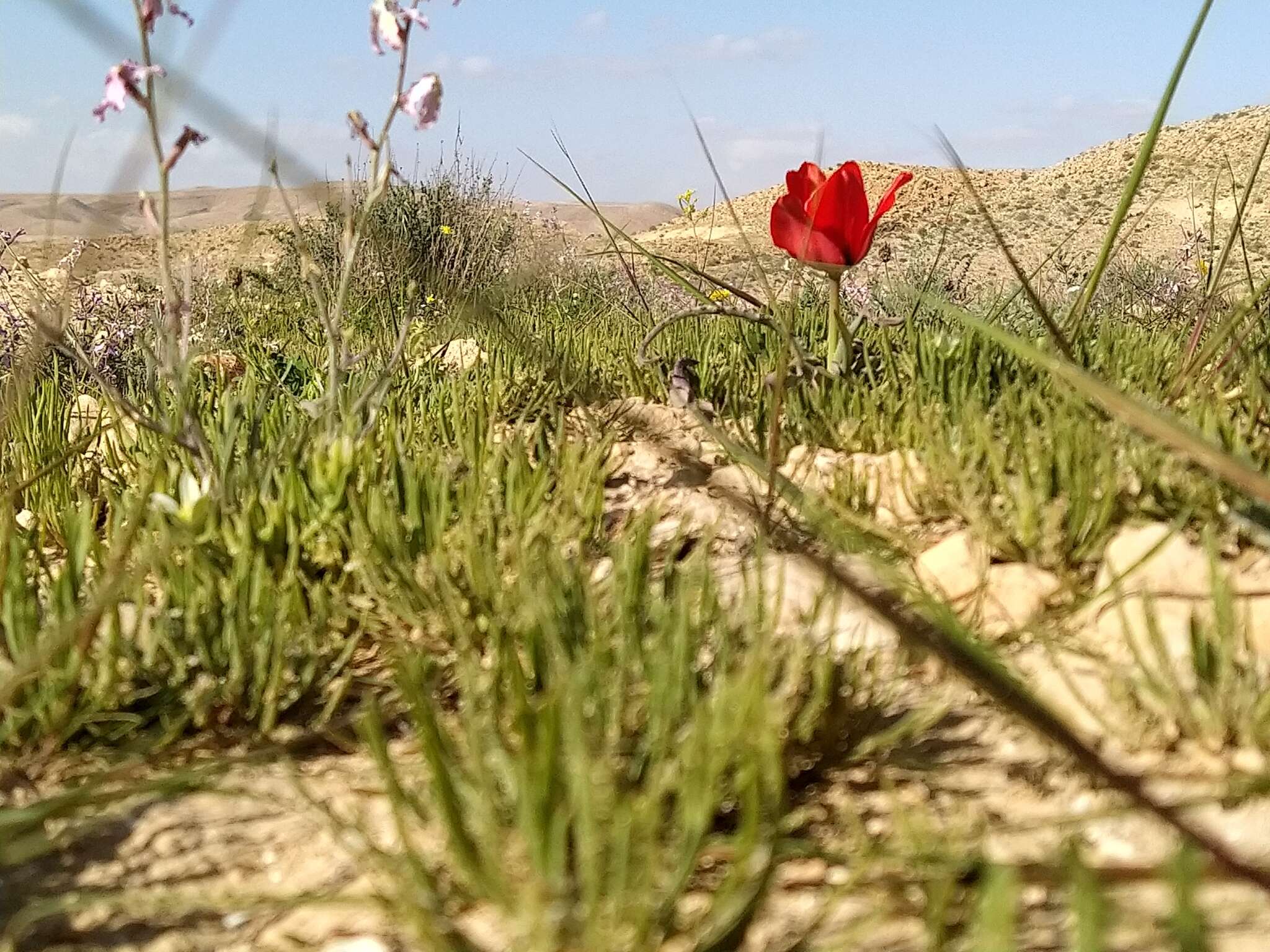 Tulipa systola Stapf的圖片