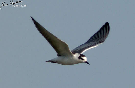 Image of White-winged Black Tern