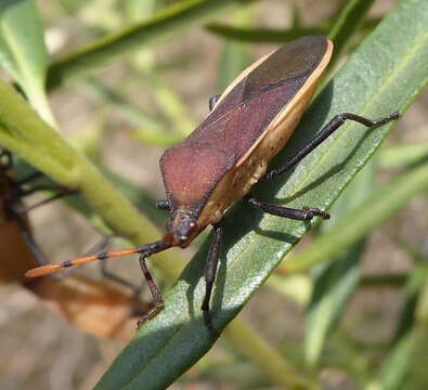 Image of Homoeocerus (Homoeocerus) annulatus (Thunberg 1822)