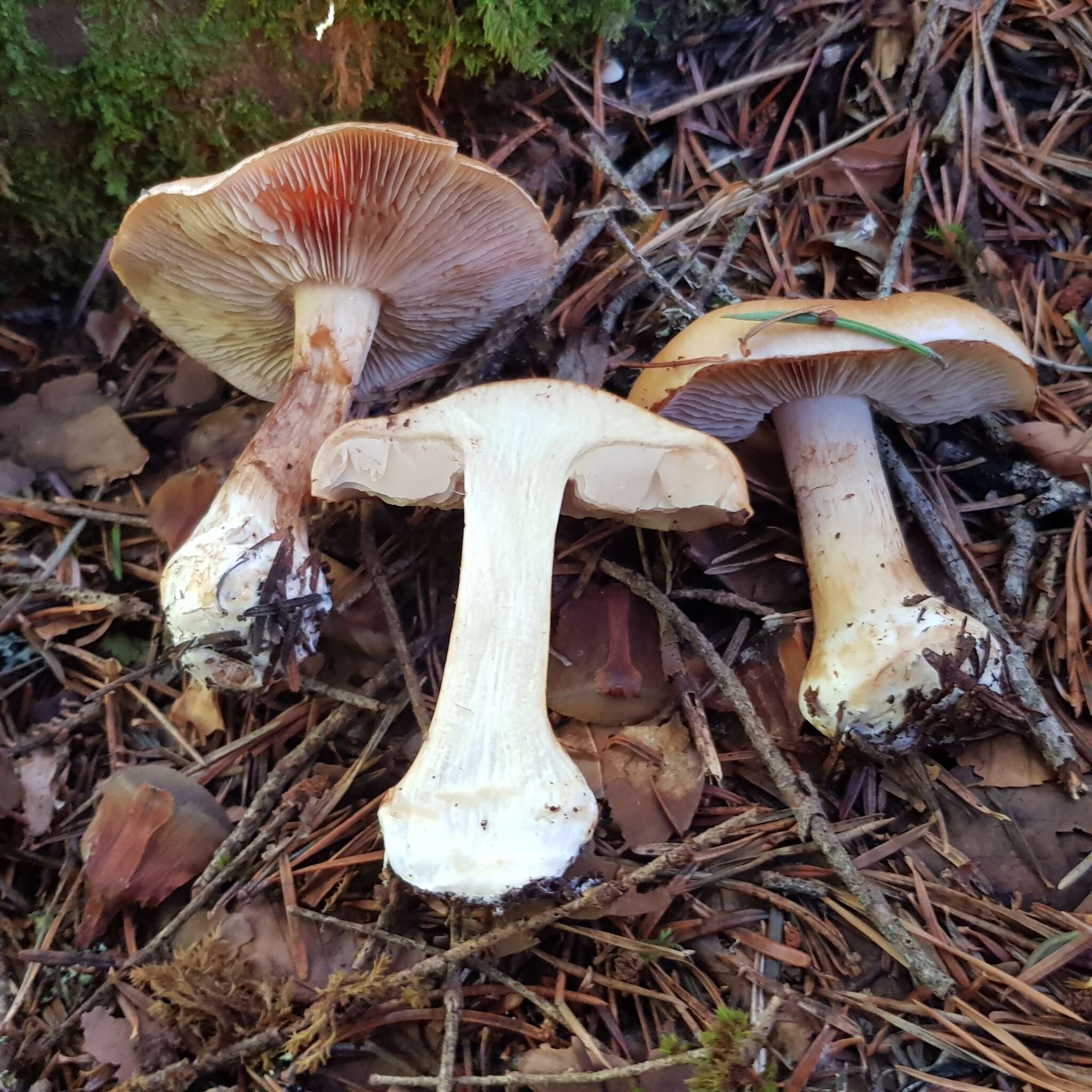 Image de Leucocortinarius