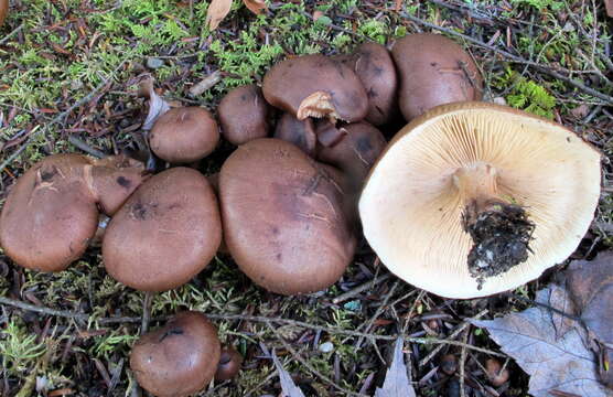 Imagem de Tricholoma fulvum (DC.) Bigeard & H. Guill. 1909