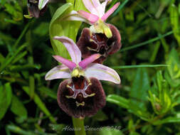 Image of Ophrys argolica subsp. biscutella (O. Danesch & E. Danesch) Kreutz