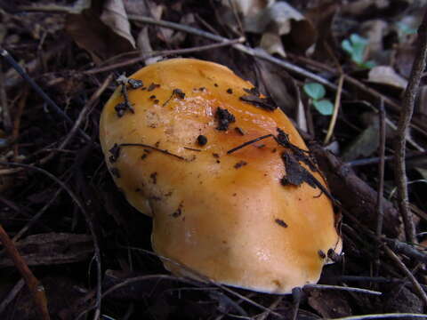 Image of Hygrophorus subsalmonius A. H. Sm. & Hesler 1939