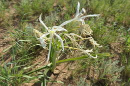 Imagem de Crinum flaccidum Herb.