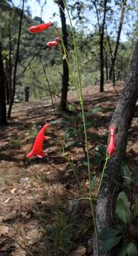 Image of Penstemon wislizenii (A. Gray) Straw