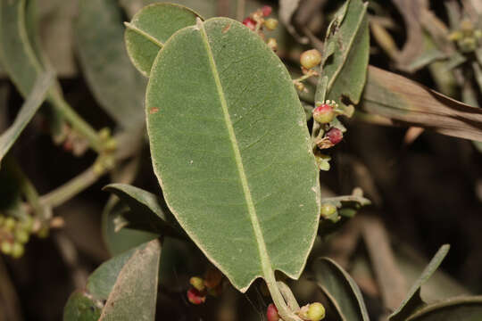 Image of Muehlenbeckia tamnifolia (Kunth) Meisn.