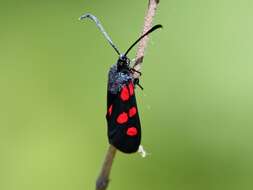 Image of Zygaena angelicae Ochsenheimer 1808