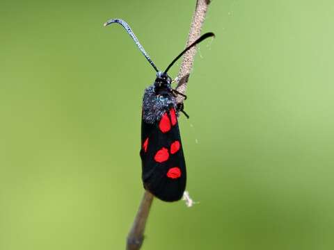 Image of Zygaena angelicae Ochsenheimer 1808