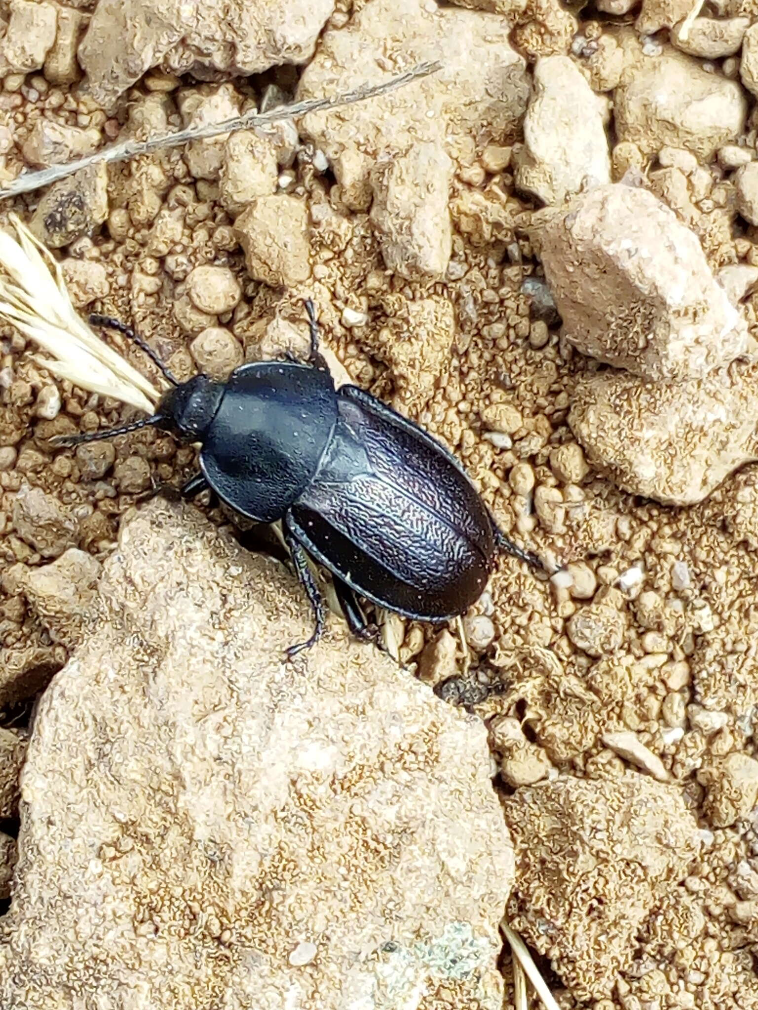 Image of Silpha (Silpha) tyrolensis Laicharting 1781