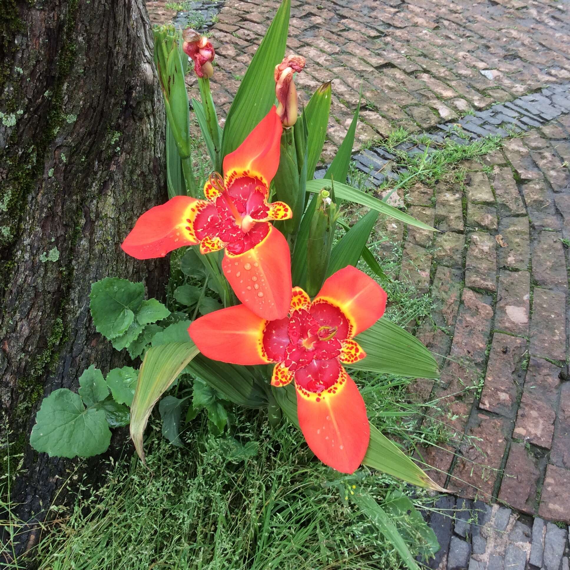 Слика од Tigridia pavonia (L. fil.) Redouté