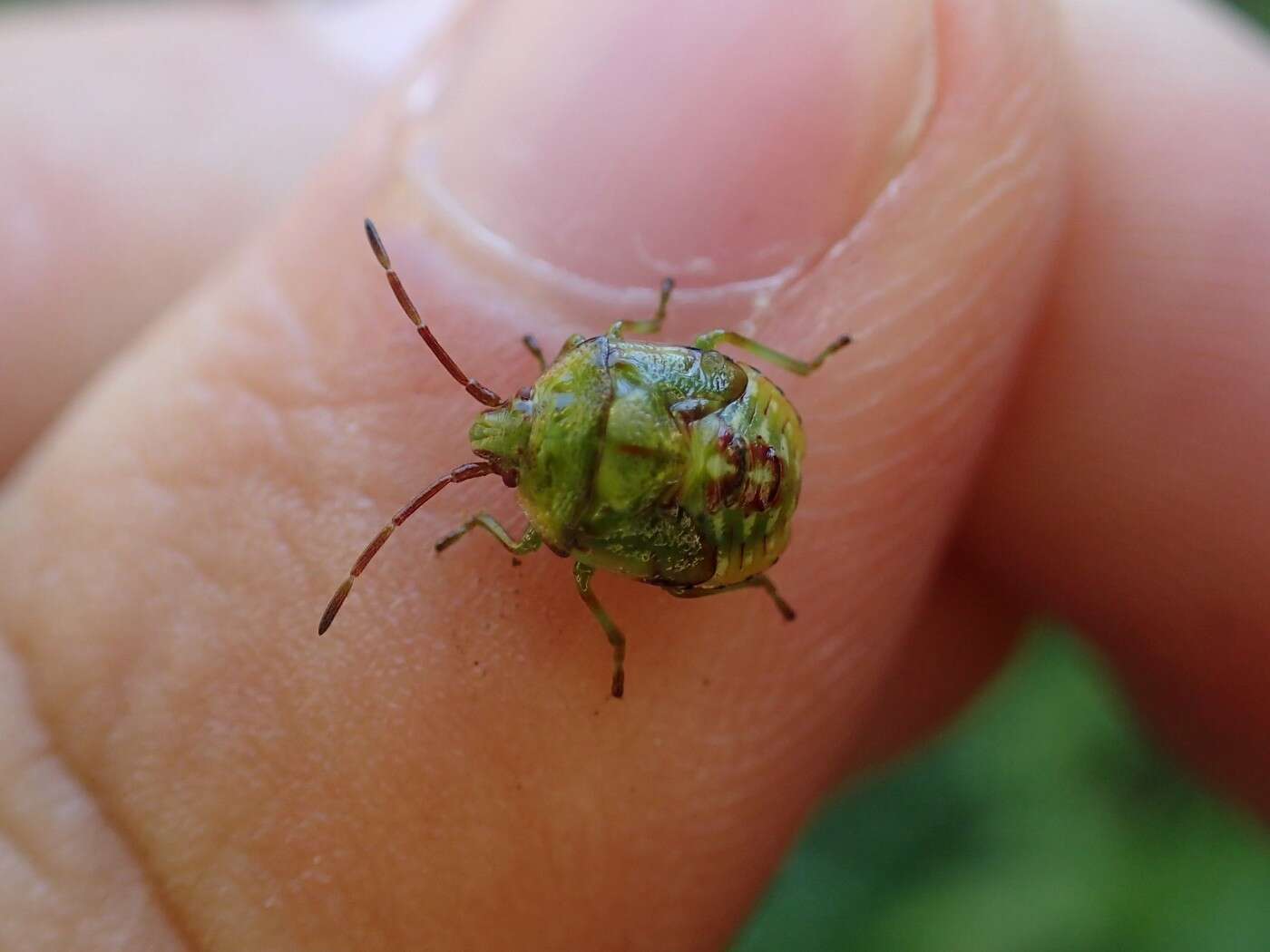 Image of Red-Cross Shield Bug