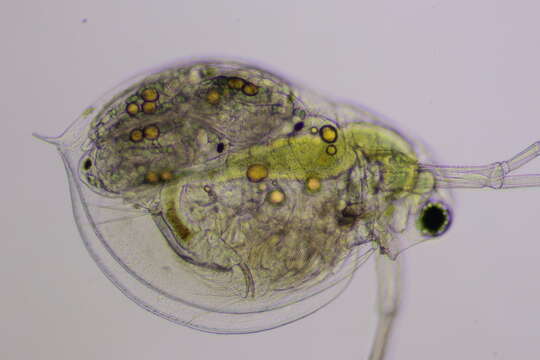 Image of Daphnia (Daphnia) parvula Fordyce 1901