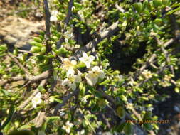 Image of California desert-thorn