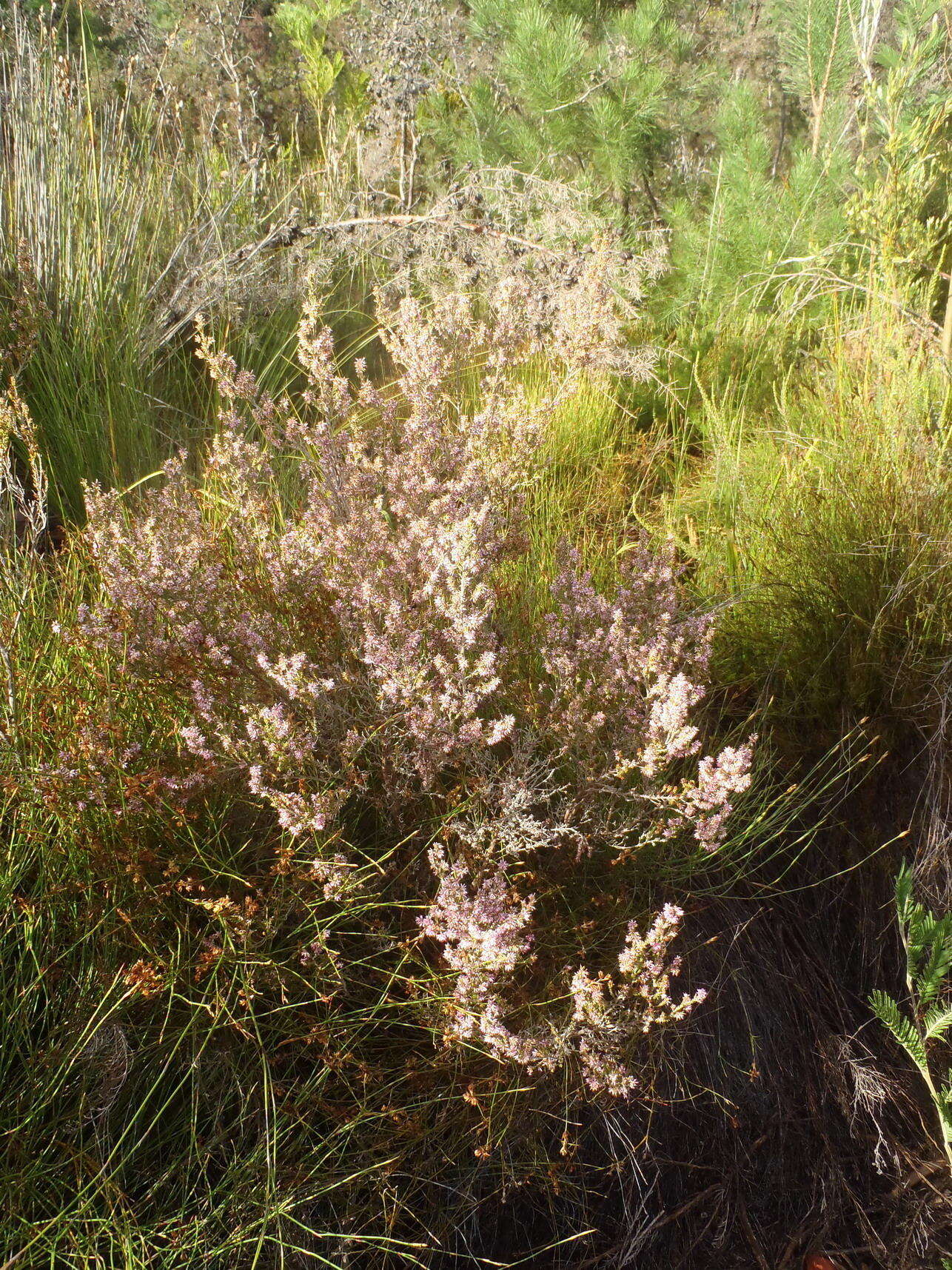 Image of Erica uberiflora E. G. H. Oliver