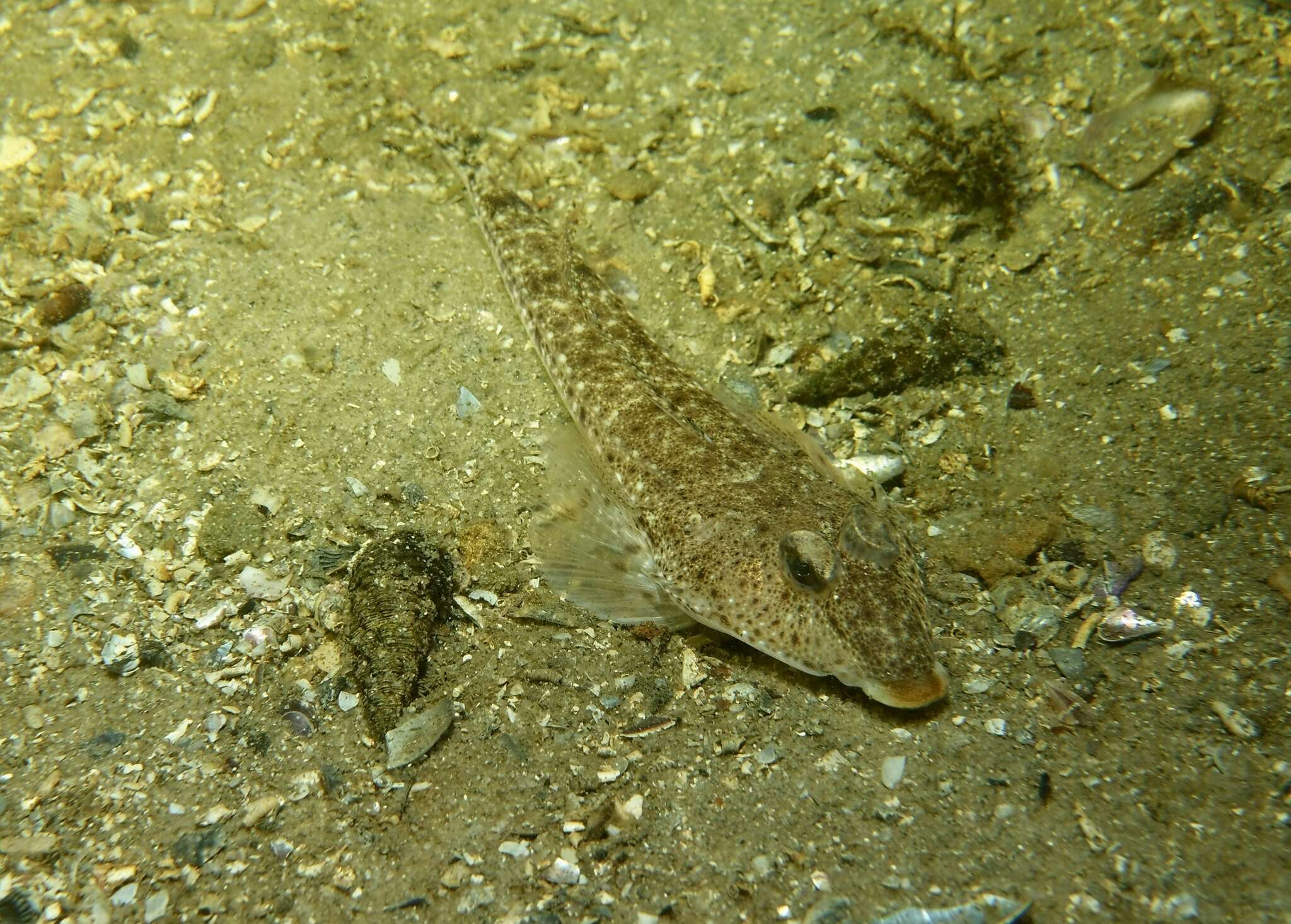 Image of Goodlad&#39;s stinkfish