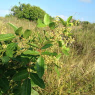 Image of Brazilian Peppertree
