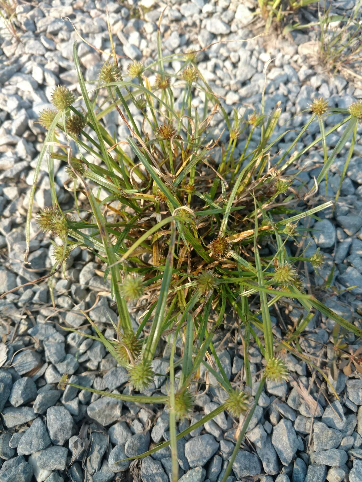 Image of Cyperus hortensis (Salzm. ex Steud.) Dorr
