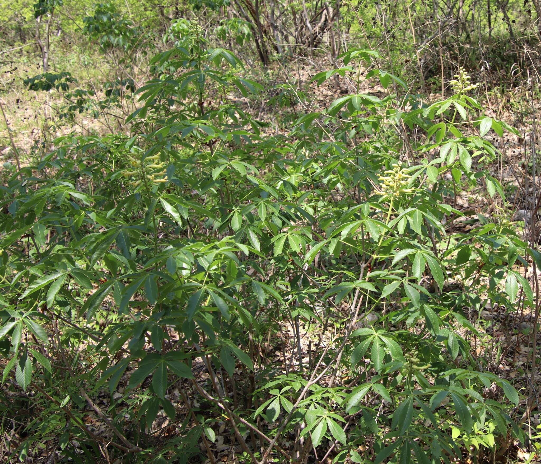 Imagem de Aesculus pavia var. flavescens (Sarg.) Correll