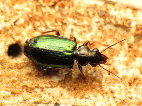 Image of Coptodera (Coptodera) aerata Dejean 1825