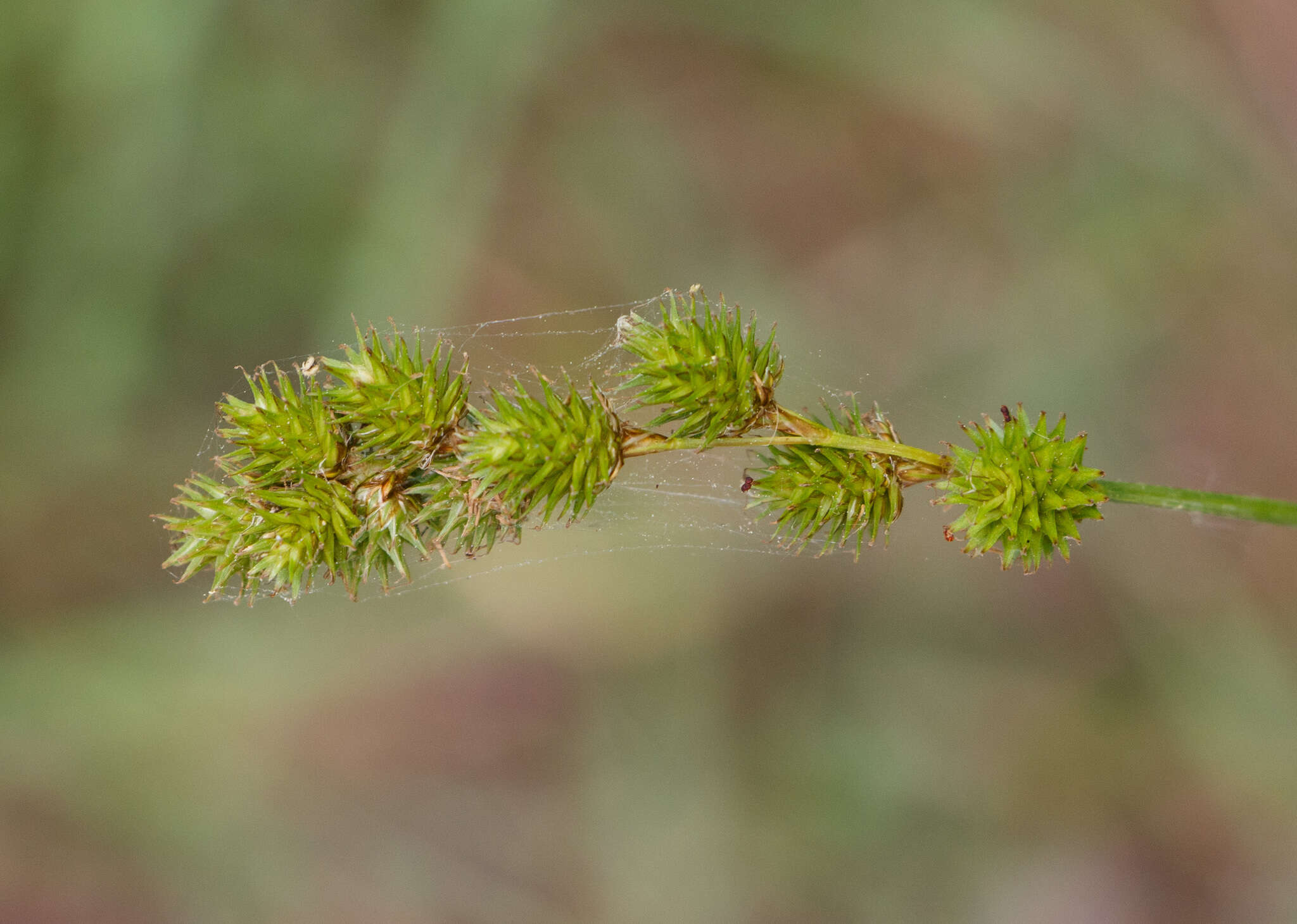 Image of Greater straw sedge