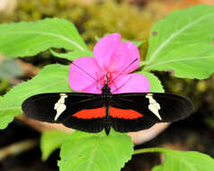 Image of <i>Heliconius <i>clysonymus</i></i> clysonymus