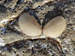 Image of Flame shell