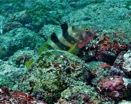 Image of Banded reef-cod