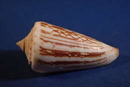 Image of Conus furvus Reeve 1843