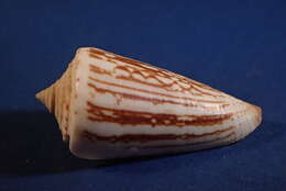 صورة Conus furvus Reeve 1843