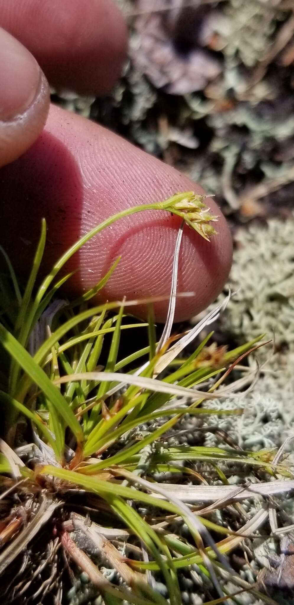 Image of northern sedge