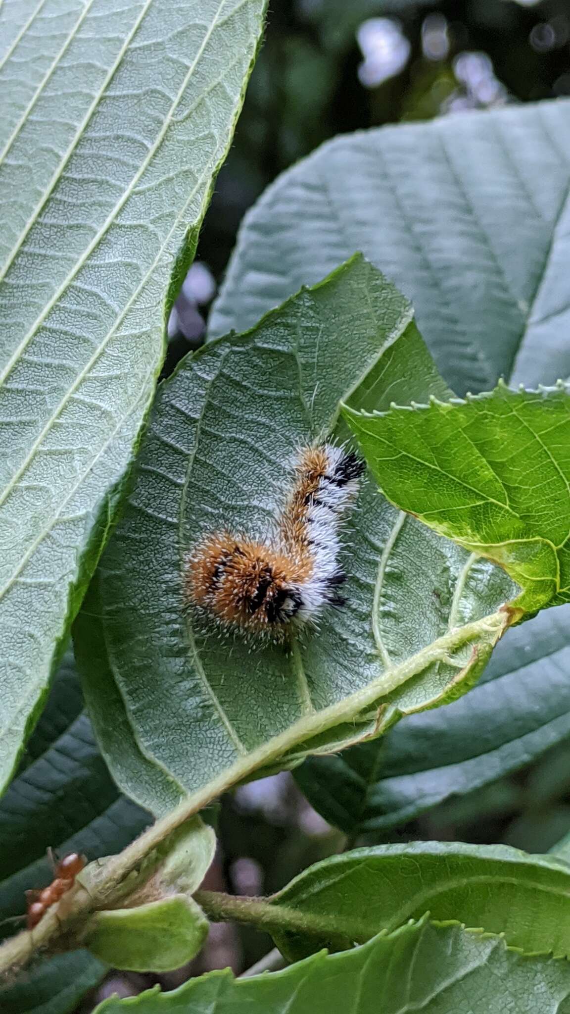 Acronicta hastulifera Smith & Abbot 1797的圖片